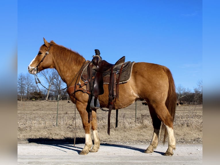 American Quarter Horse Castrone 12 Anni 142 cm Red dun in Atlanta