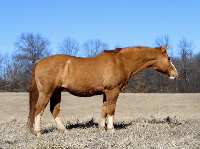 American Quarter Horse Castrone 12 Anni 142 cm Red dun in Atlanta