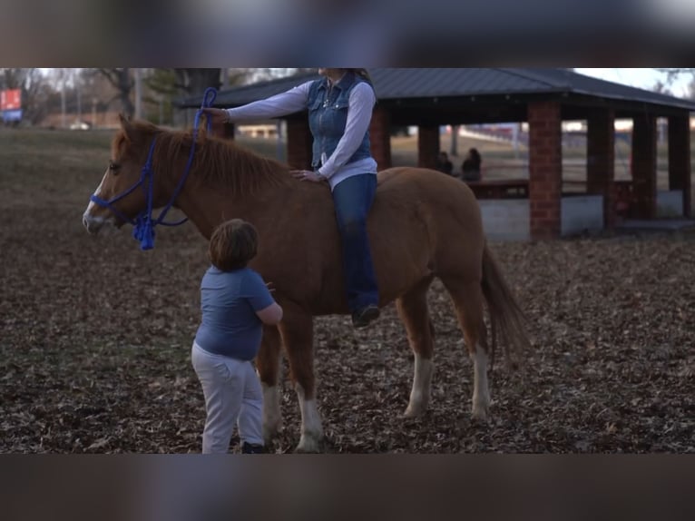 American Quarter Horse Castrone 12 Anni 142 cm Red dun in Atlanta