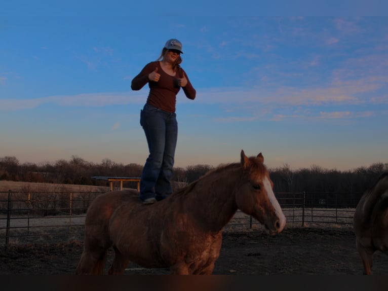 American Quarter Horse Castrone 12 Anni 142 cm Red dun in Atlanta