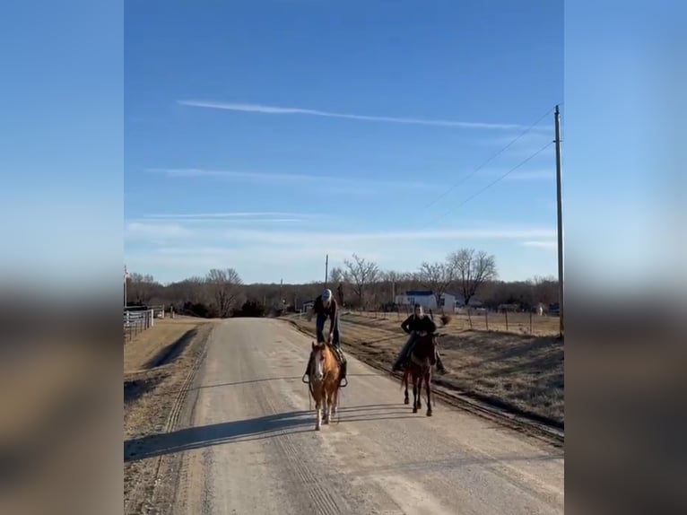 American Quarter Horse Castrone 12 Anni 142 cm Red dun in Atlanta