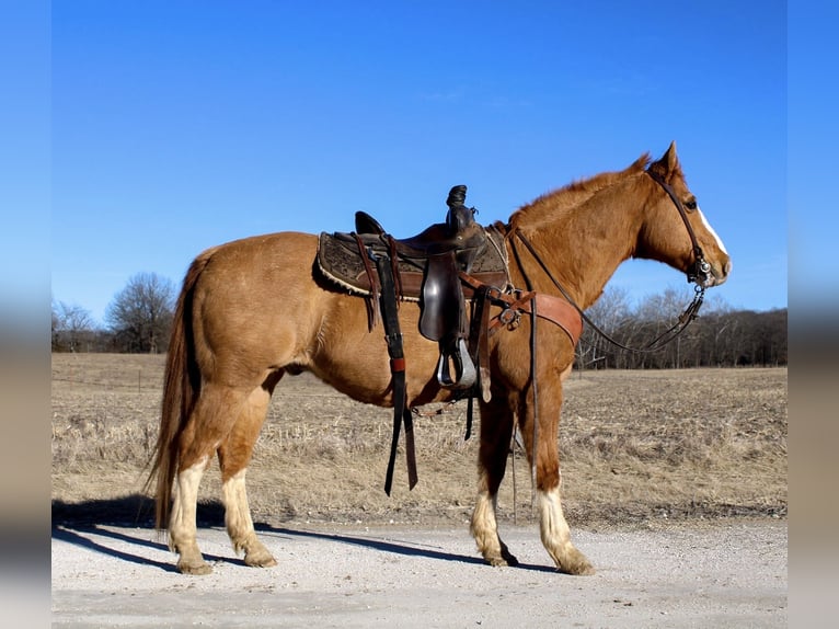 American Quarter Horse Castrone 12 Anni 142 cm Red dun in Atlanta