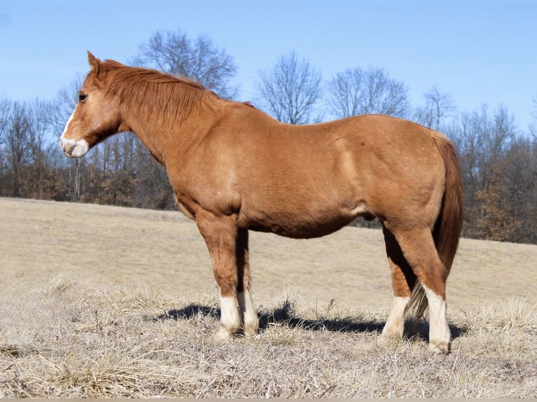 American Quarter Horse Castrone 12 Anni 142 cm Red dun in Atlanta