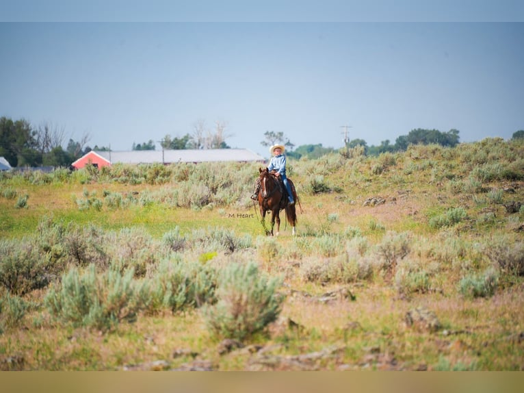 American Quarter Horse Castrone 12 Anni 142 cm Sauro scuro in Saint Anthony