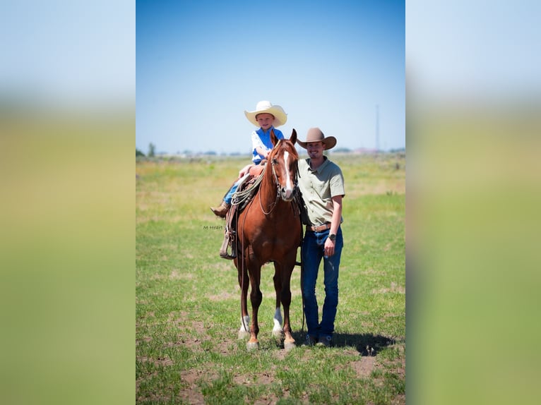 American Quarter Horse Castrone 12 Anni 142 cm Sauro scuro in Saint Anthony