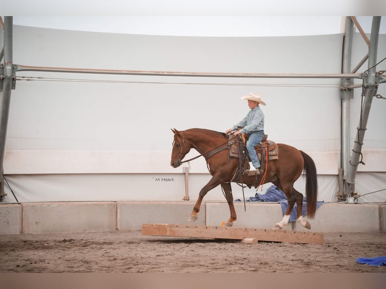 American Quarter Horse Castrone 12 Anni 142 cm Sauro scuro in Saint Anthony