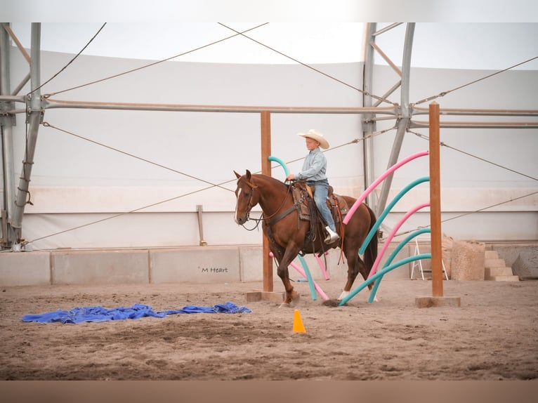 American Quarter Horse Castrone 12 Anni 142 cm Sauro scuro in Saint Anthony