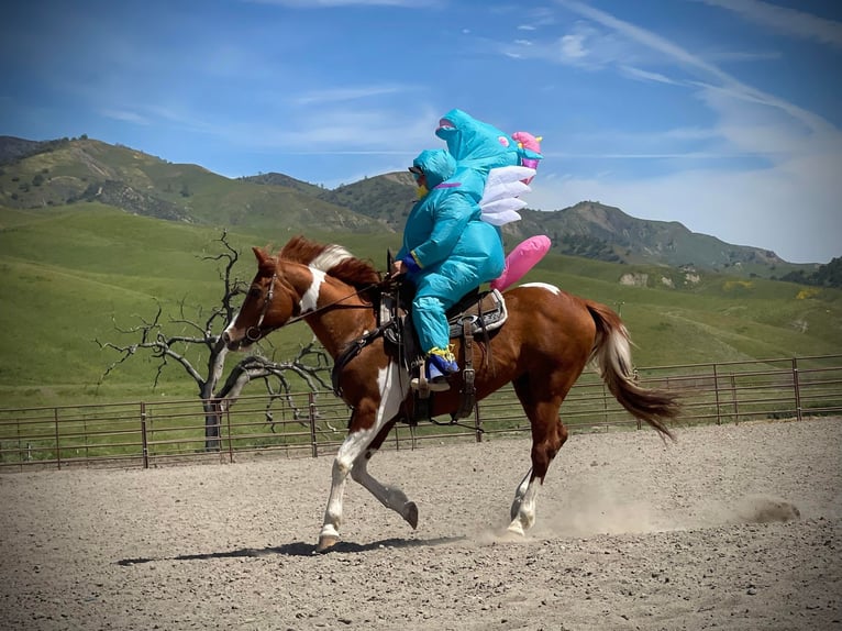 American Quarter Horse Castrone 12 Anni 142 cm Tobiano-tutti i colori in Paicines CA