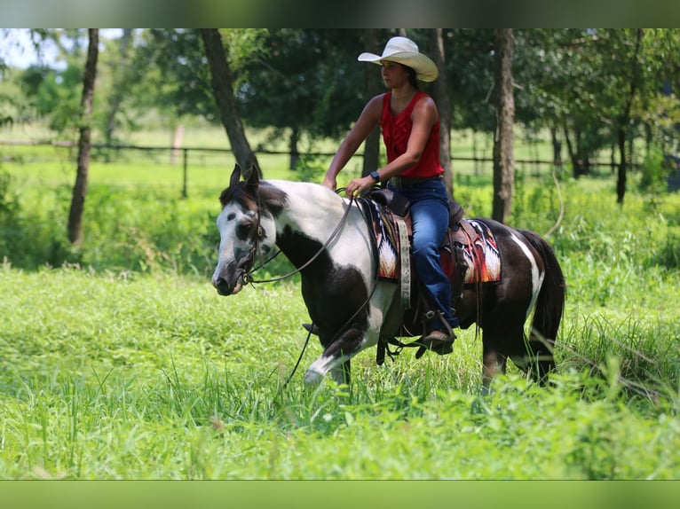 American Quarter Horse Castrone 12 Anni 142 cm Tobiano-tutti i colori in Athens TX