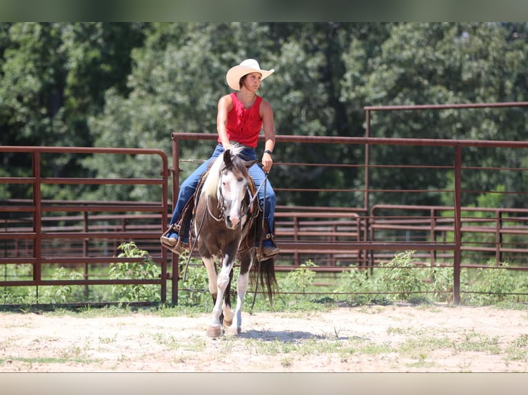 American Quarter Horse Castrone 12 Anni 142 cm Tobiano-tutti i colori in Athens TX