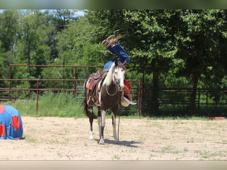 American Quarter Horse Castrone 12 Anni 142 cm Tobiano-tutti i colori in Athens TX