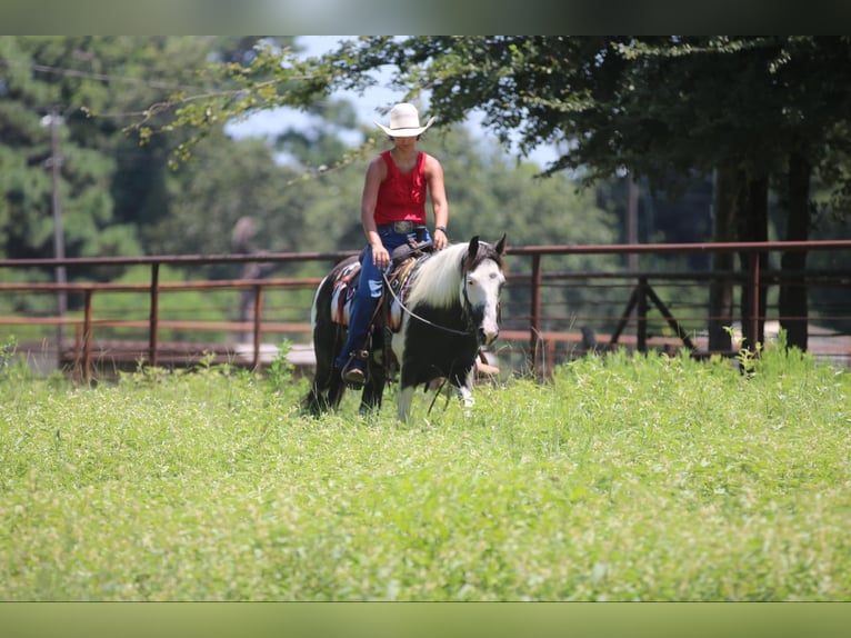 American Quarter Horse Castrone 12 Anni 142 cm Tobiano-tutti i colori in Athens TX