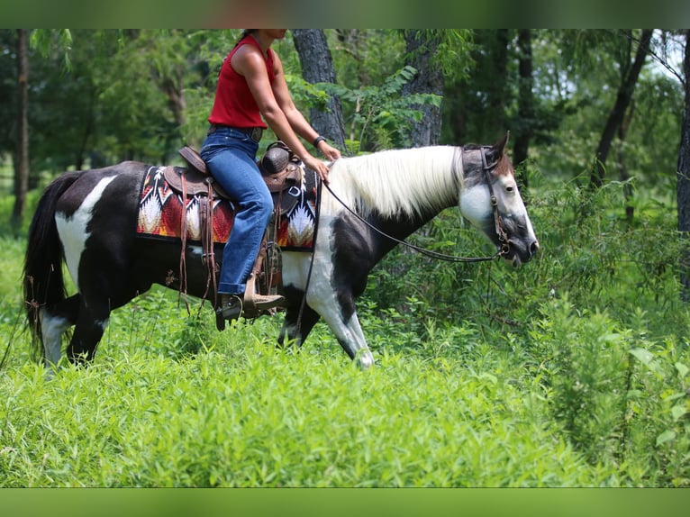 American Quarter Horse Castrone 12 Anni 142 cm Tobiano-tutti i colori in Athens TX