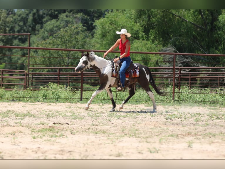 American Quarter Horse Castrone 12 Anni 142 cm Tobiano-tutti i colori in Athens TX