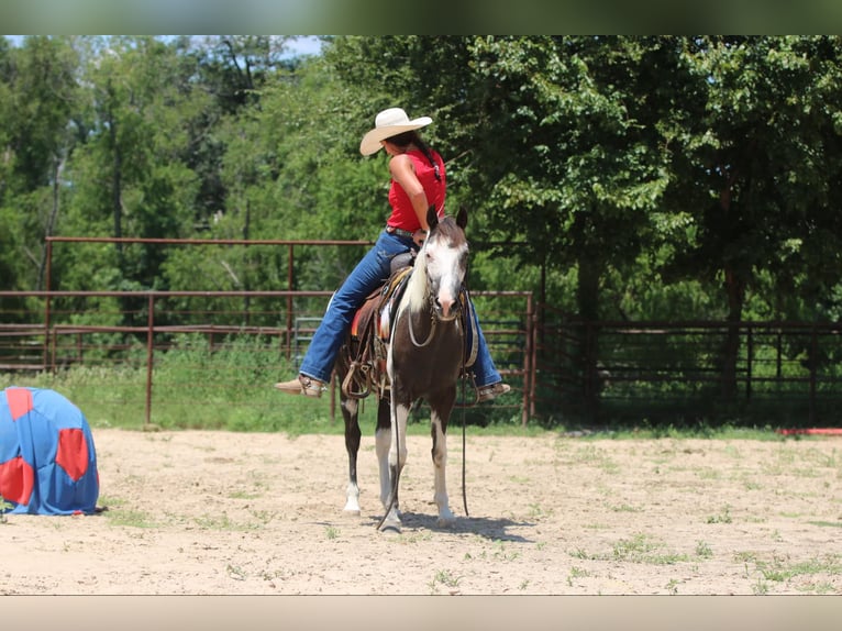 American Quarter Horse Castrone 12 Anni 142 cm Tobiano-tutti i colori in Athens TX