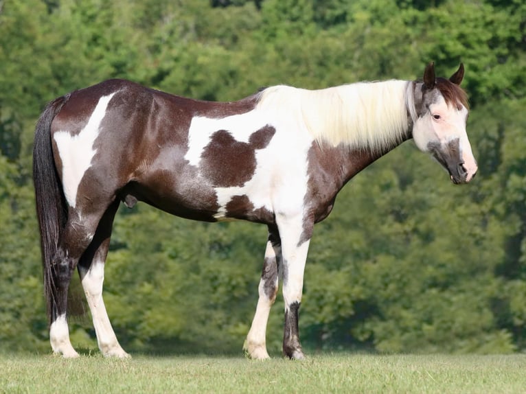 American Quarter Horse Castrone 12 Anni 142 cm Tobiano-tutti i colori in Athens TX