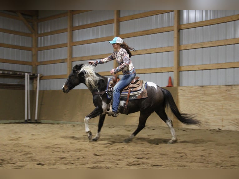 American Quarter Horse Castrone 12 Anni 142 cm Tobiano-tutti i colori in Howell