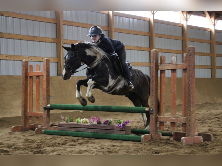 American Quarter Horse Castrone 12 Anni 142 cm Tobiano-tutti i colori in Howell