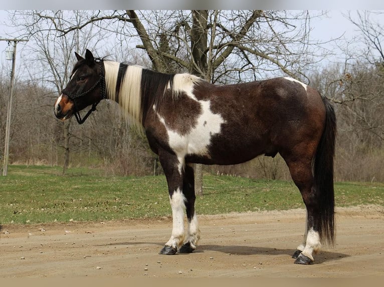 American Quarter Horse Castrone 12 Anni 142 cm Tobiano-tutti i colori in Howell