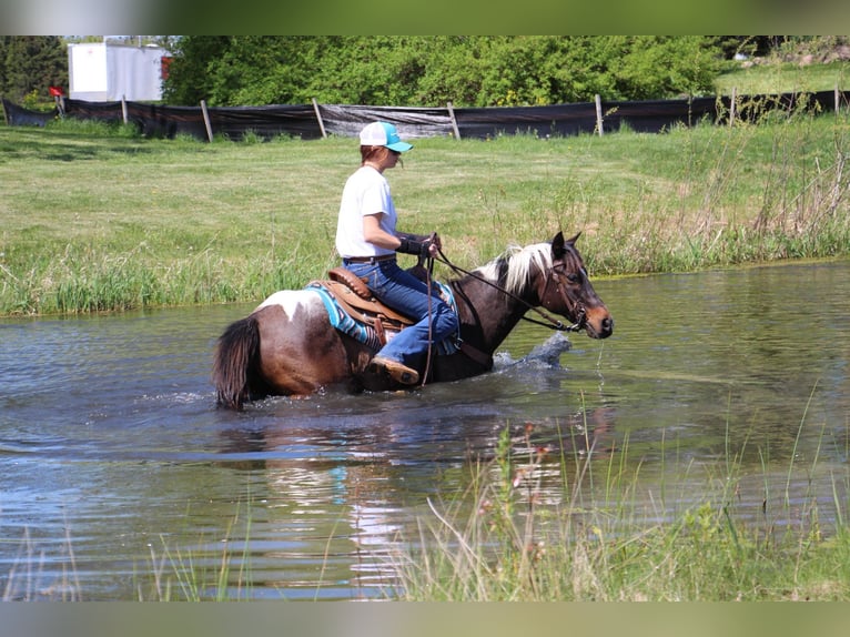 American Quarter Horse Castrone 12 Anni 142 cm Tobiano-tutti i colori in Howell