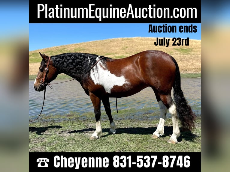American Quarter Horse Castrone 12 Anni 142 cm Tobiano-tutti i colori in King City CA