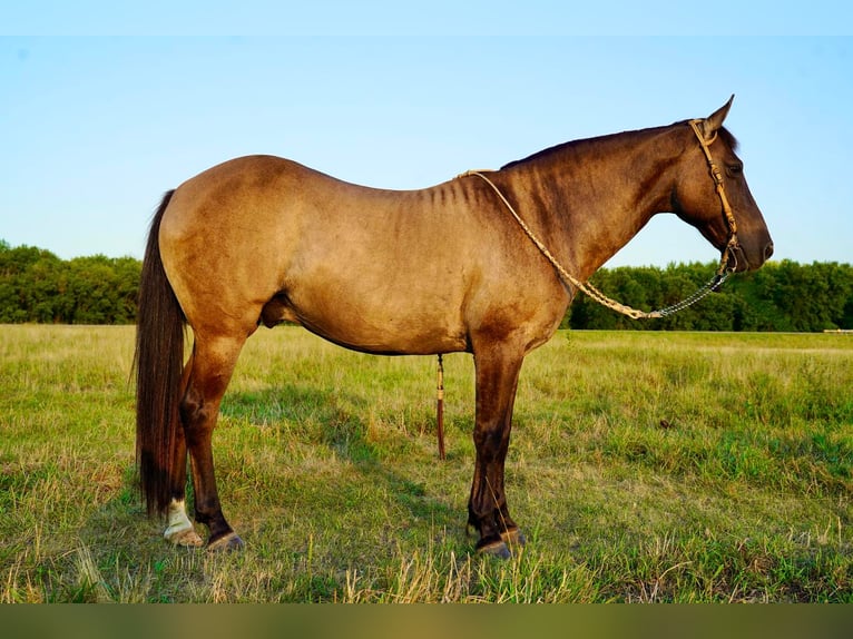 American Quarter Horse Mix Castrone 12 Anni 145 cm Grullo in Valley Springs, SD