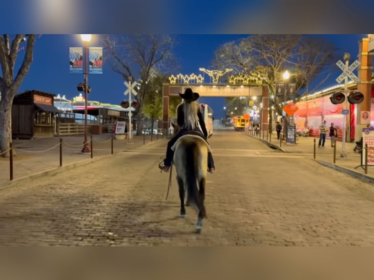 American Quarter Horse Castrone 12 Anni 145 cm Pelle di daino in Granbury, TX