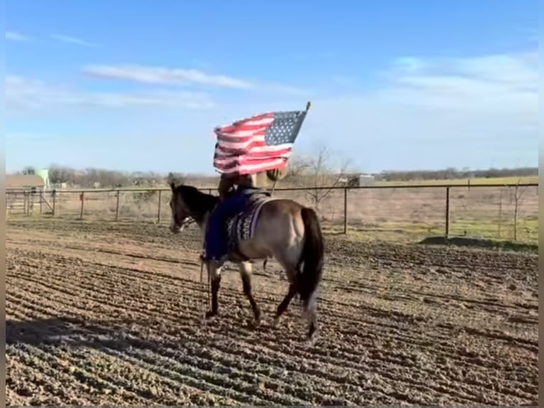 American Quarter Horse Castrone 12 Anni 145 cm Pelle di daino in Granbury, TX