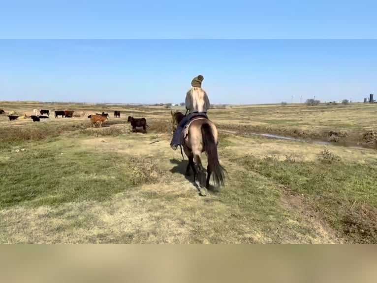 American Quarter Horse Castrone 12 Anni 145 cm Pelle di daino in Granbury, TX