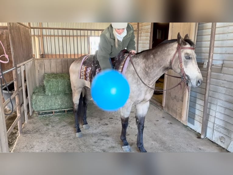 American Quarter Horse Castrone 12 Anni 145 cm Pelle di daino in Granbury, TX