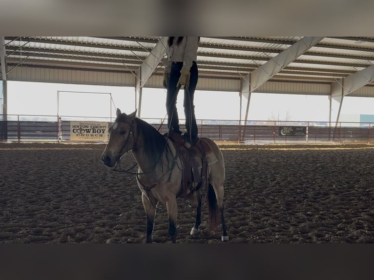 American Quarter Horse Castrone 12 Anni 145 cm Pelle di daino in Ponder