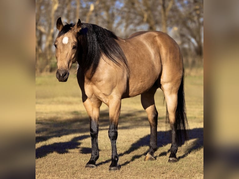 American Quarter Horse Castrone 12 Anni 145 cm Pelle di daino in Ponder