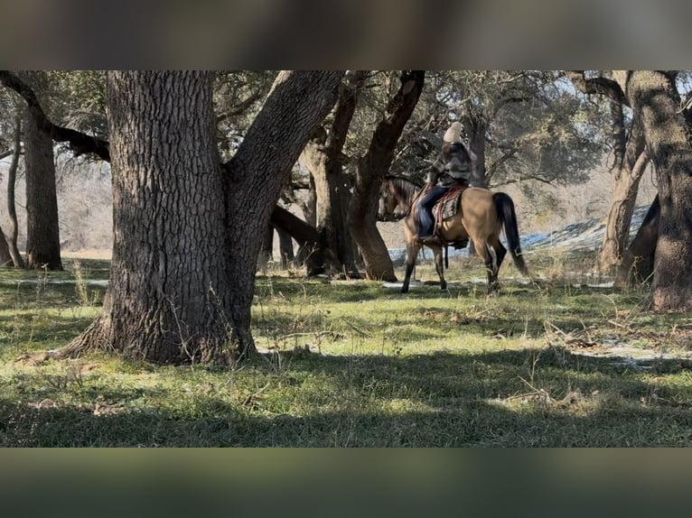 American Quarter Horse Castrone 12 Anni 145 cm Pelle di daino in Ponder