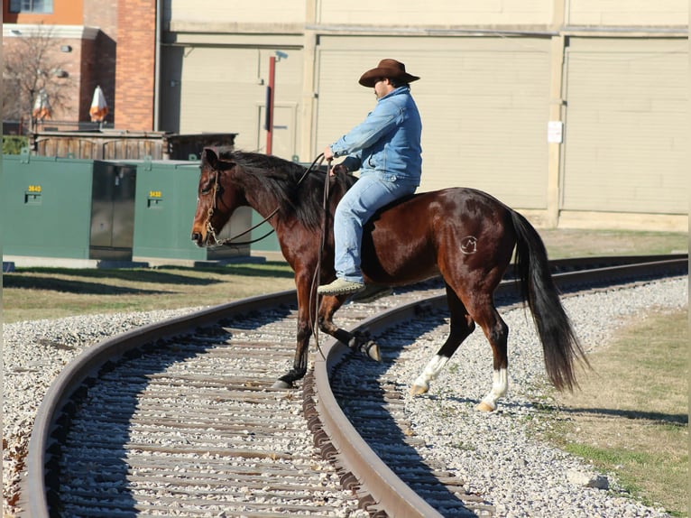 American Quarter Horse Castrone 12 Anni 147 cm Baio ciliegia in Stephenville