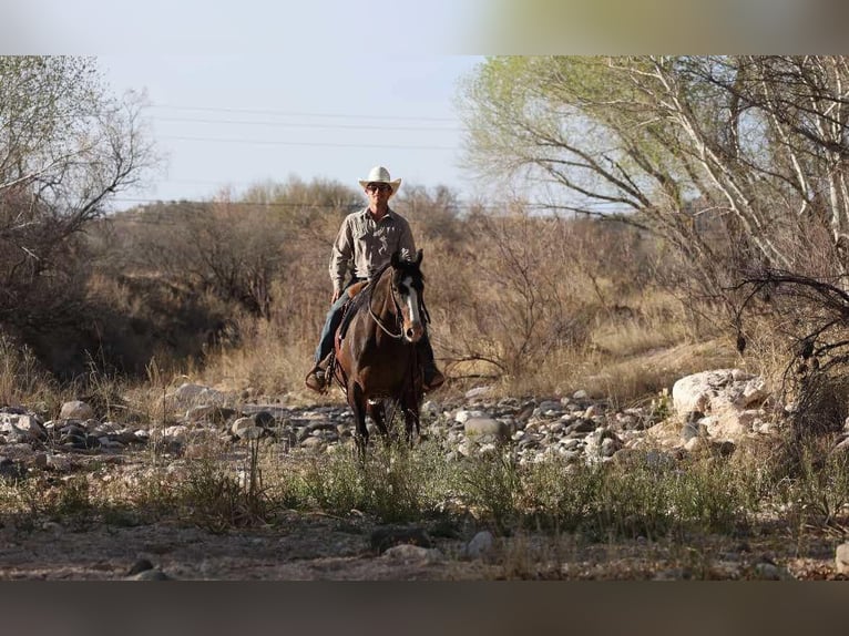 American Quarter Horse Castrone 12 Anni 147 cm Baio ciliegia in Camp Verde AZ