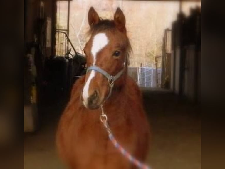 American Quarter Horse Castrone 12 Anni 147 cm Baio ciliegia in Stephenville TX