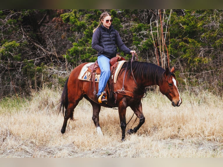 American Quarter Horse Castrone 12 Anni 147 cm Baio ciliegia in Stephenville TX