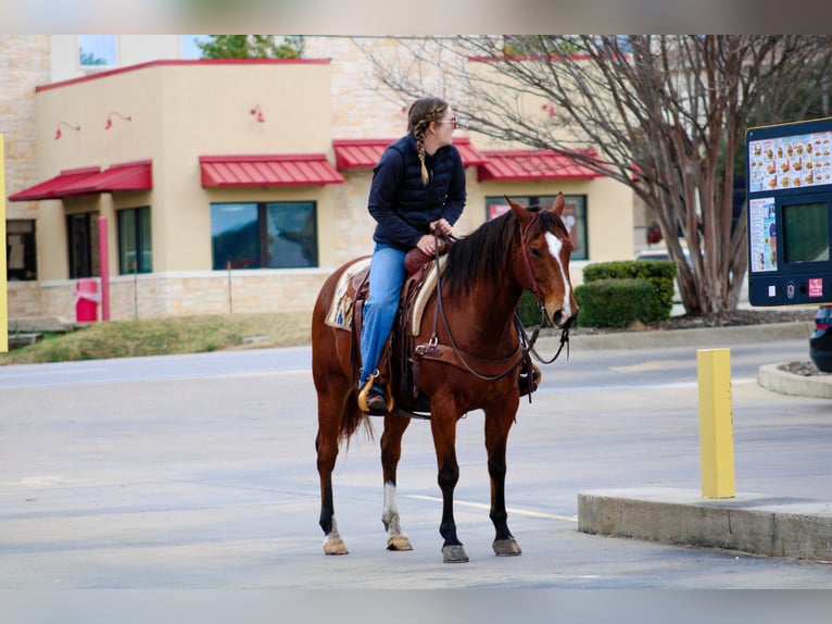 American Quarter Horse Castrone 12 Anni 147 cm Baio ciliegia in Stephenville TX