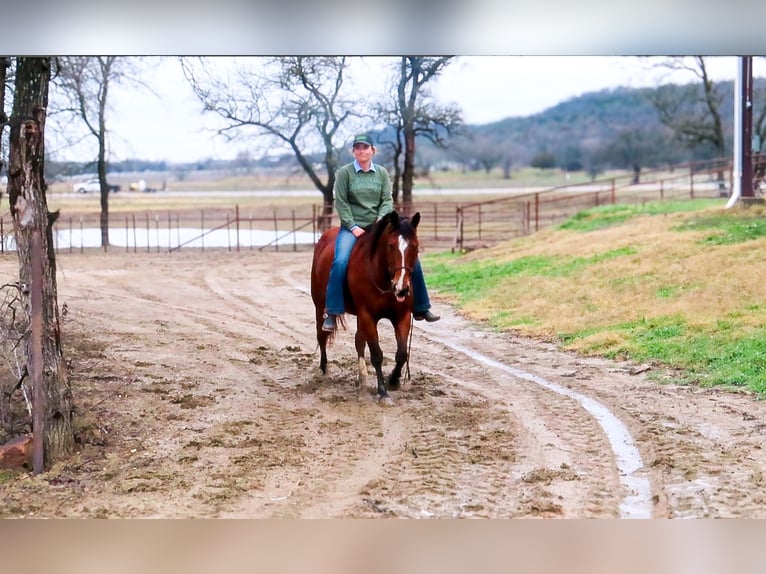 American Quarter Horse Castrone 12 Anni 147 cm Baio ciliegia in Stephenville TX