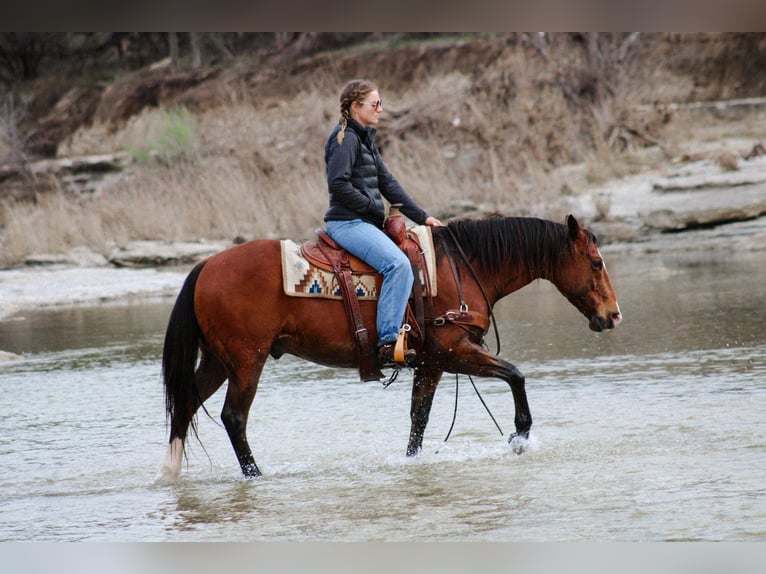 American Quarter Horse Castrone 12 Anni 147 cm Baio ciliegia in Stephenville TX