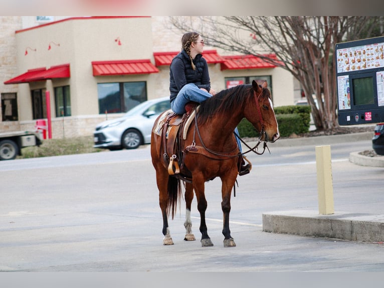 American Quarter Horse Castrone 12 Anni 147 cm Baio ciliegia in Stephenville TX