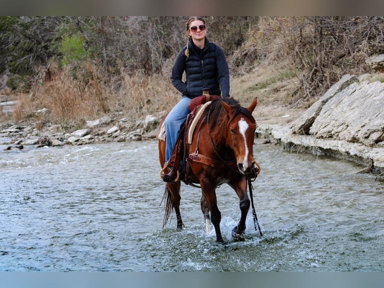 American Quarter Horse Castrone 12 Anni 147 cm Baio ciliegia in Stephenville TX