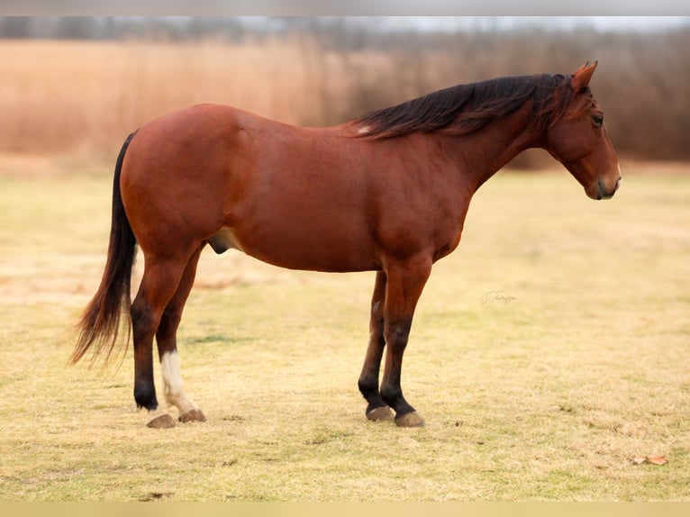 American Quarter Horse Castrone 12 Anni 147 cm Baio ciliegia in Stephenville TX