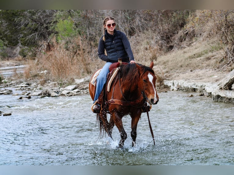 American Quarter Horse Castrone 12 Anni 147 cm Baio ciliegia in Stephenville TX