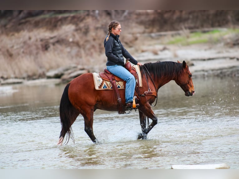 American Quarter Horse Castrone 12 Anni 147 cm Baio ciliegia in Stephenville TX