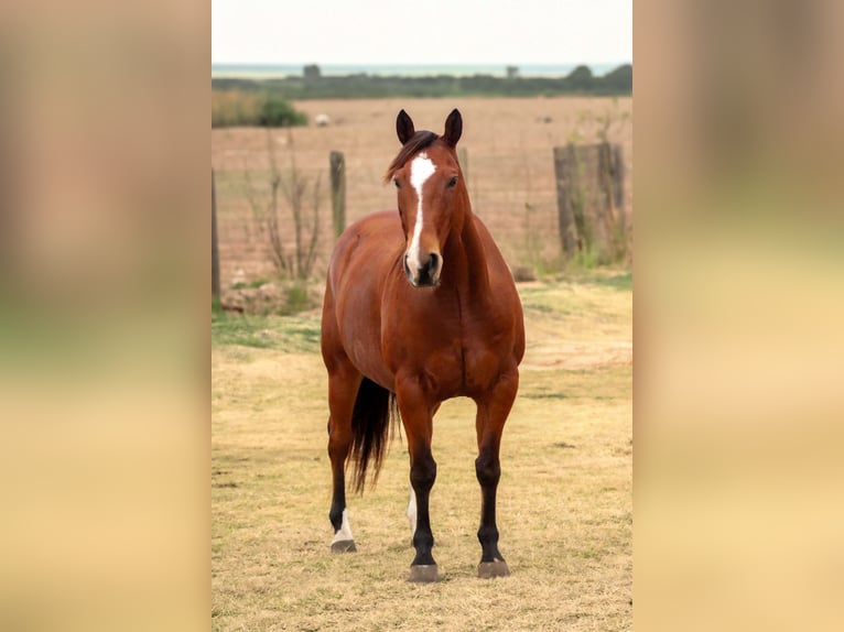 American Quarter Horse Castrone 12 Anni 147 cm Baio ciliegia in Stephenville TX