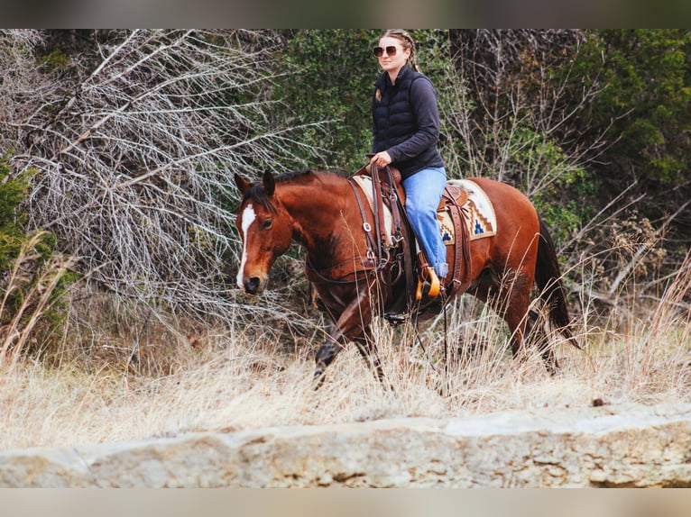 American Quarter Horse Castrone 12 Anni 147 cm Baio ciliegia in Stephenville TX