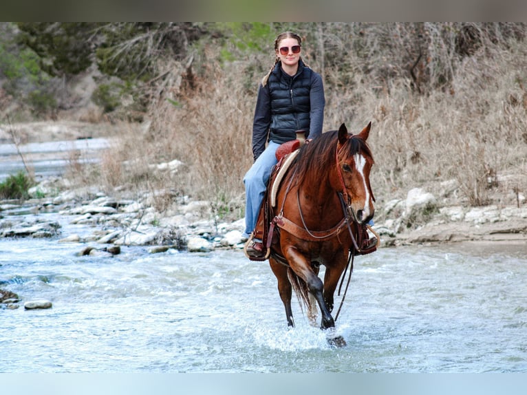 American Quarter Horse Castrone 12 Anni 147 cm Baio ciliegia in Stephenville TX