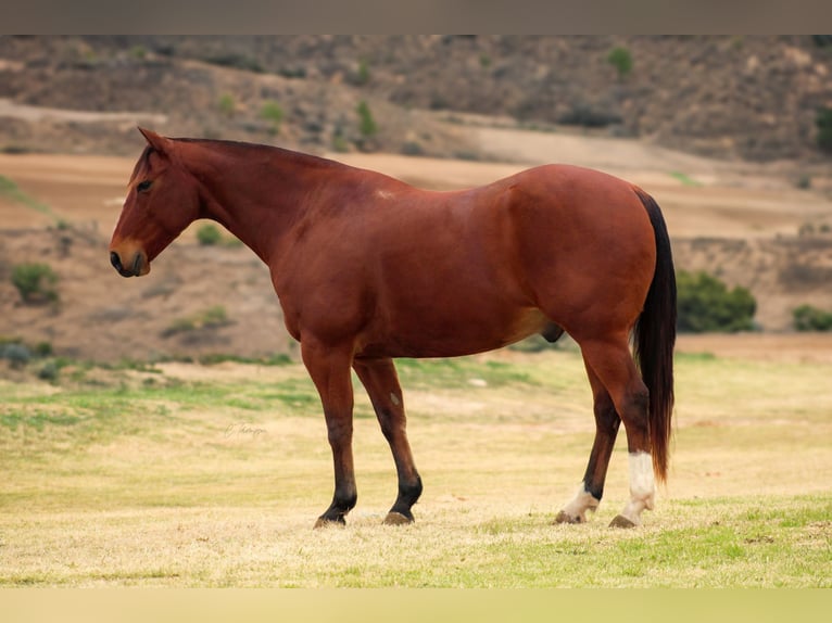 American Quarter Horse Castrone 12 Anni 147 cm Baio ciliegia in Stephenville TX