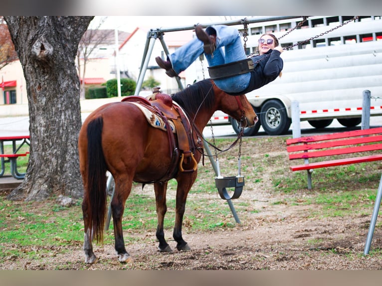 American Quarter Horse Castrone 12 Anni 147 cm Baio ciliegia in Stephenville TX